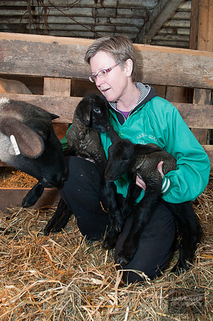 042012_lambs_0150