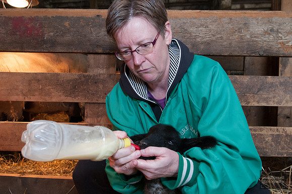 042012_lambs_0115